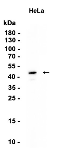 AYD13280