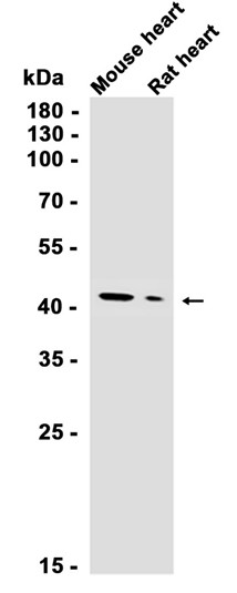 AYD12189