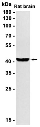 AYD11366