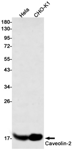 AYD11097