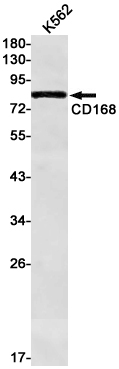 AYD11896