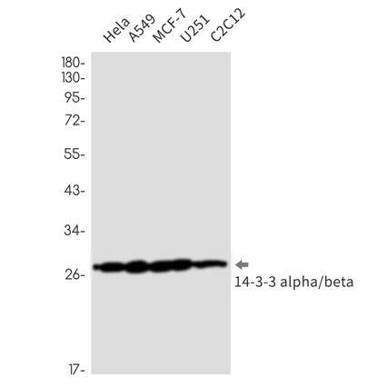14-3-3 alpha/beta (YD32331) Rabbit mAb