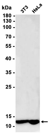 AYD14687