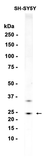 AYD13570