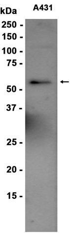 AYD13736