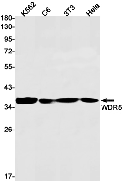 AYD11800