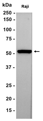 AYD13223