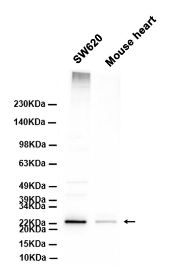 AYD13508