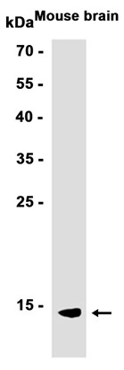 AYD11219