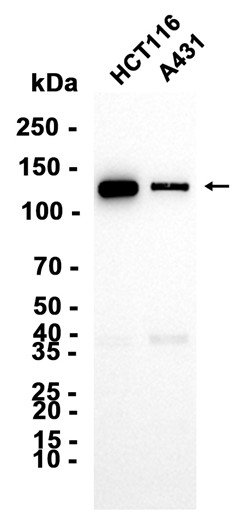 Phospho-MCM2 (Ser40) (YD32310) Rabbit mAb