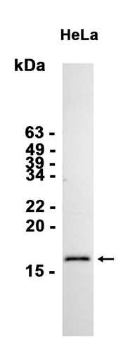 AYD14602