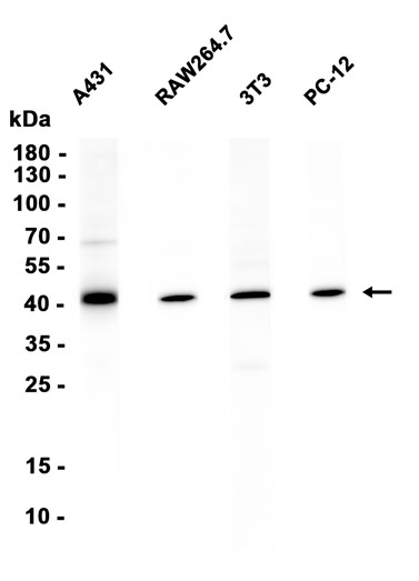AYD16338