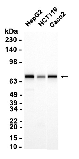 AYD15130