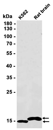 AYD12661