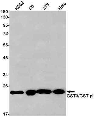 AYD11629
