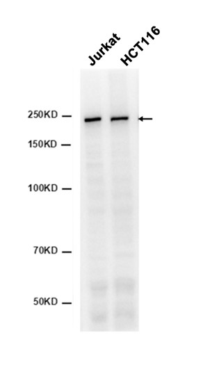 AYD12139