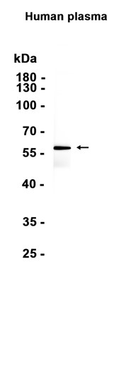 AYD13564