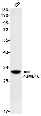 AYD11440