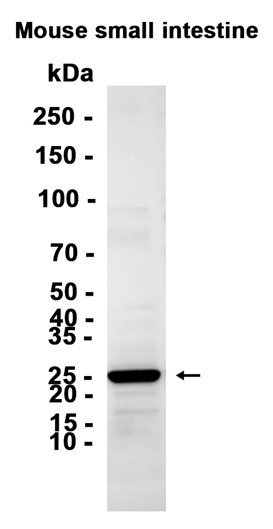 AYD15604
