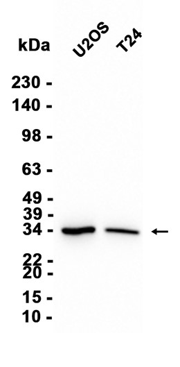 AYD13330