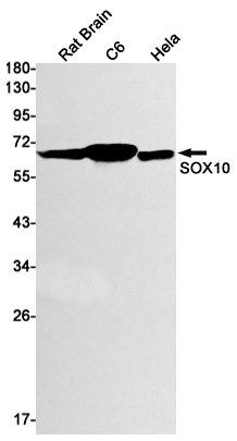 AYD12463