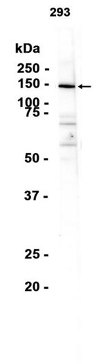 AYD13245