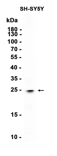 AYD15515