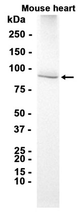 AYD11995