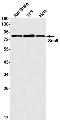 AYD14680