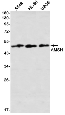 AYD11475