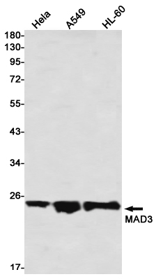 AYD12375