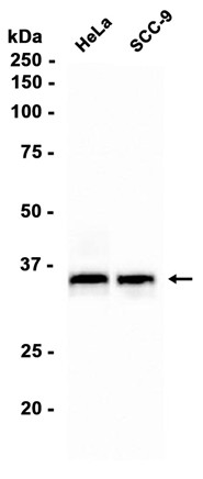 AYD11092