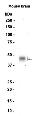 Tissue Factor (YD18292) Rabbit mAb