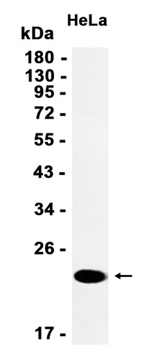 AYD11587
