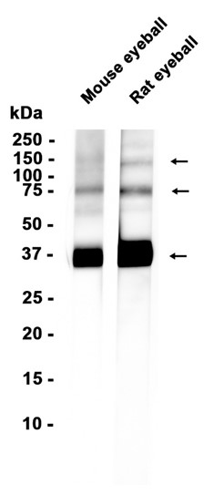 Rhodopsin (YD20983) Rabbit mAb