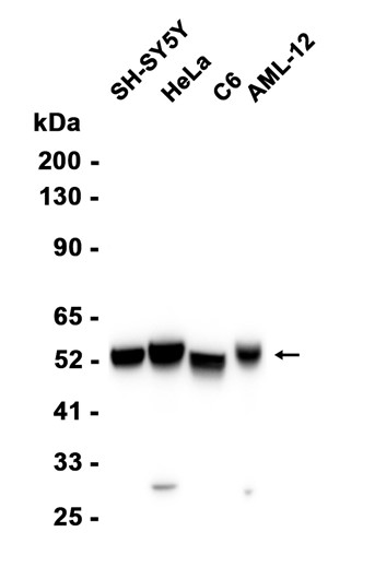 AYD15496