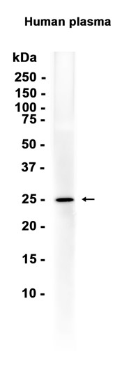 AYD16278