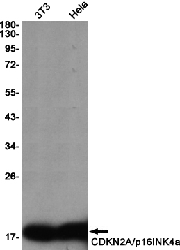 AYD13008