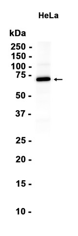AYD15688