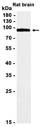 AYD11456