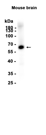 AYD15197