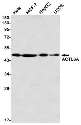 AYD11424