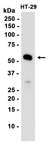AYD12457