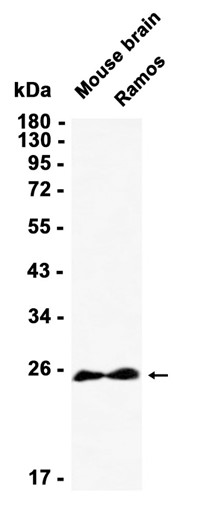 AYD11813
