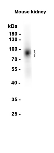AYD14864