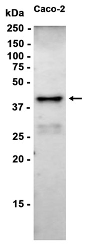 AYD15551