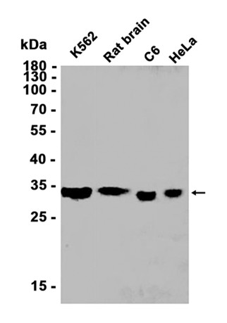 AYD12154