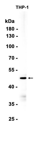 AYD12402