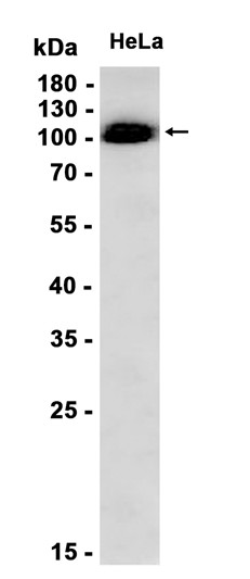 AYD11886