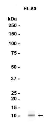 AYD14289
